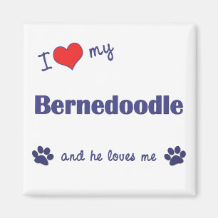 Jag älskar min Bernedoodle (den Male hunden) Magnet