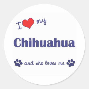 Jag älskar min Chihuahua (den kvinnliga hunden) Runt Klistermärke