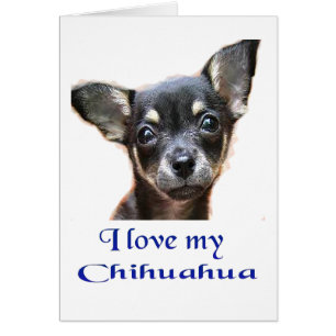 Jag älskar min chihuahua hälsningskort
