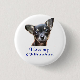 Jag älskar min chihuahua knapp