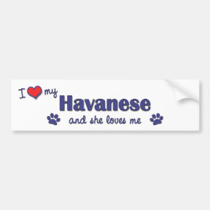 Jag älskar min Havanese (den kvinnliga hunden) Bildekal