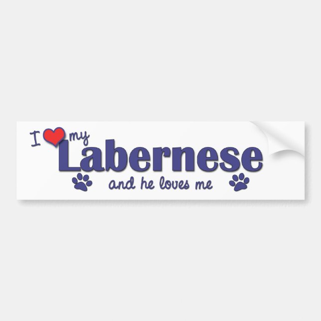 Jag älskar min Labernese (den Male hunden) Bildekal (Framsidan)