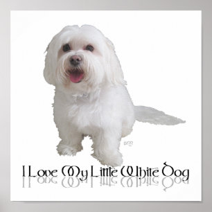 Jag älskar min lilla vita hund - Havanese Poster