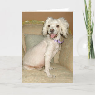 Jag älskar min lilla vita hund Poodle / Bichon Mix Kort