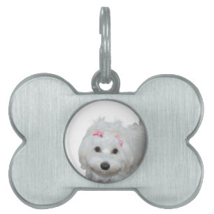 Jag älskar min malteser Lili  ID-bricka Husdjur