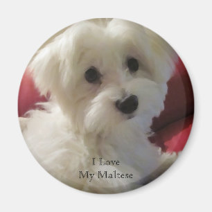 Jag älskar min maltesiska magnet