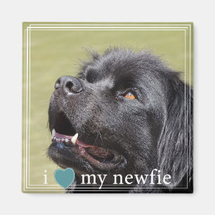 Jag älskar min Newfie Newfoundland White Gräns Magnet