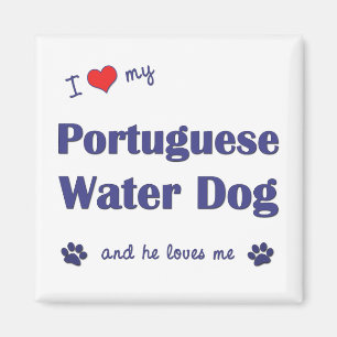 Jag älskar min portugisiska vattenhund (den Male Magnet