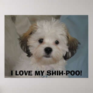 JAG ÄLSKAR MIN SHIH-POO! POSTER