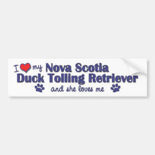 Jag älskar min Tolling Retriever för den Nova Bildekal