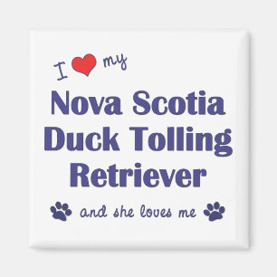 Jag älskar min Tolling Retriever för den Nova Magnet