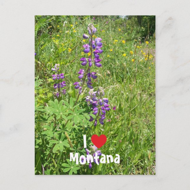 Jag älskar Montana Vykort (Framsida)