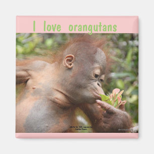 Jag älskar Orangutans Magnet