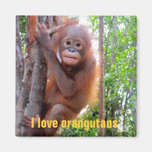 Jag älskar Orangutans med babyen Uttuh Magnet