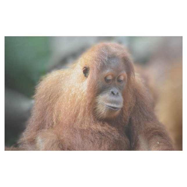 Jag älskar Orangutans Tyg (Yard)