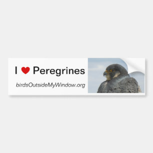 Jag älskar Peregrines Pittsburgh Bildekal