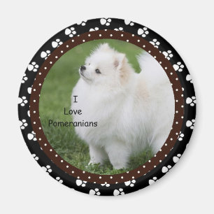 Jag älskar Pomeranian hundmagnet 2 Magnet
