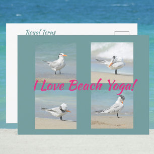 Jag älskar strandyoga Royal Terns poserar fotograf Vykort