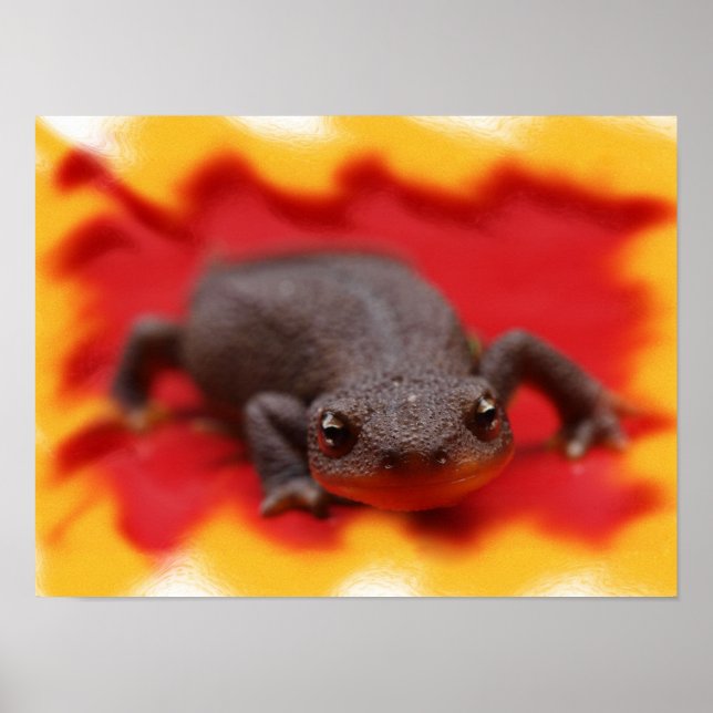 Jag älskar vattensalamandrar Fina konsttryck Poster (Framsidan)