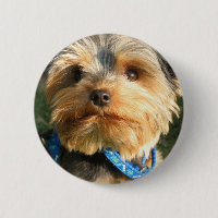 Jag älskar Yorkies
