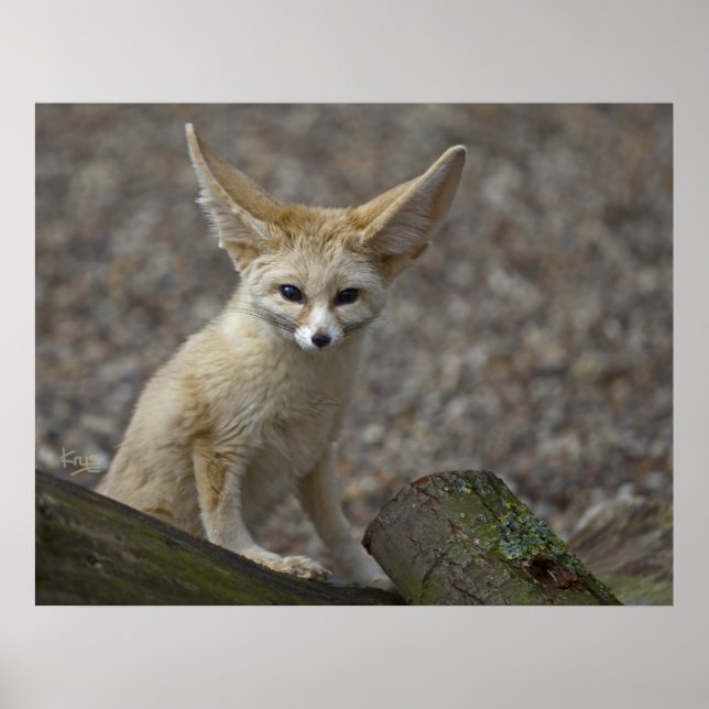 Jag är All Öron Print Poster (Framsidan)