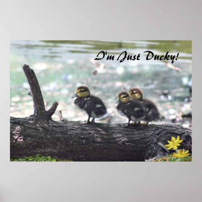 Jag är bara Ducky! Poster -36x24 -andra storlekar  (Framsidan)
