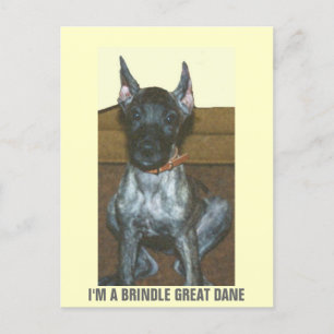 JAG ÄR BRINDLE GREAT DANE VYKORT