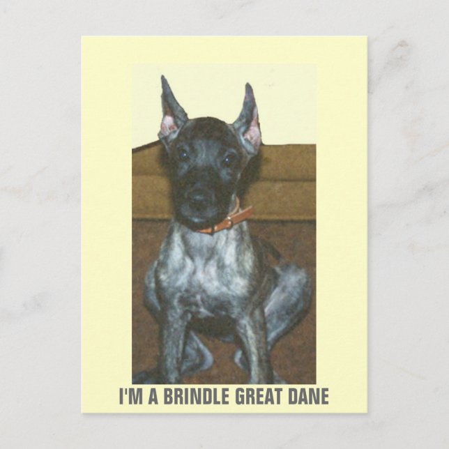 JAG ÄR BRINDLE GREAT DANE VYKORT (Framsida)