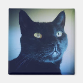 Jag är Cat Magnet