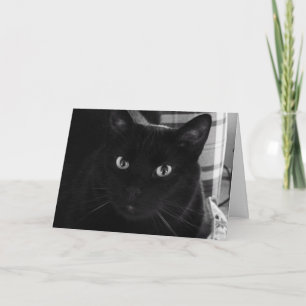Jag är chockad Svart kattårkort Kort