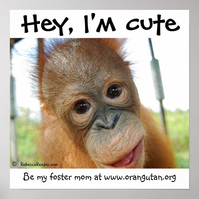 Jag är Cute Baby Orangutan Poster (Framsidan)