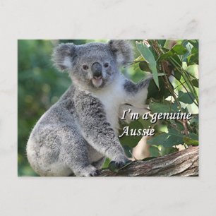 Jag är en äkta Aussie: söt australisk koala Vykort