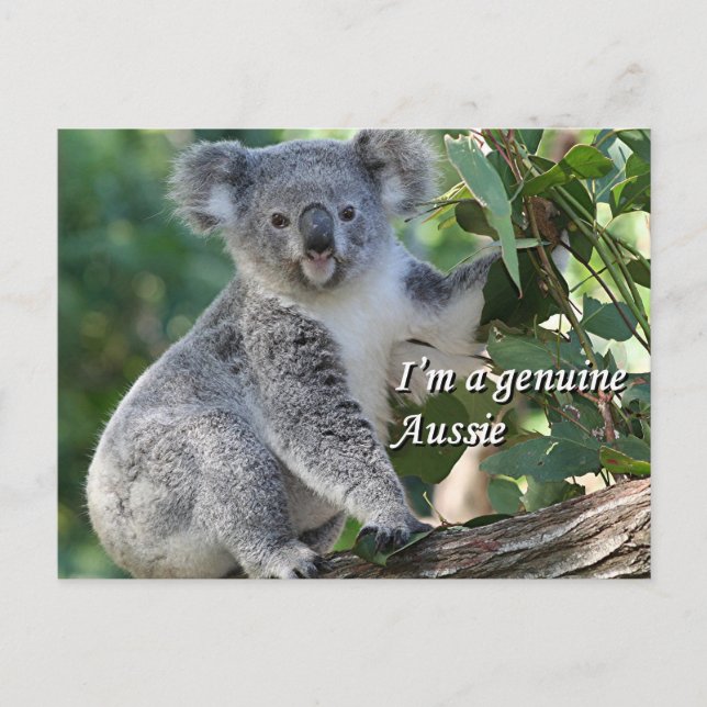 Jag är en äkta Aussie: söt australisk koala Vykort (Framsida)
