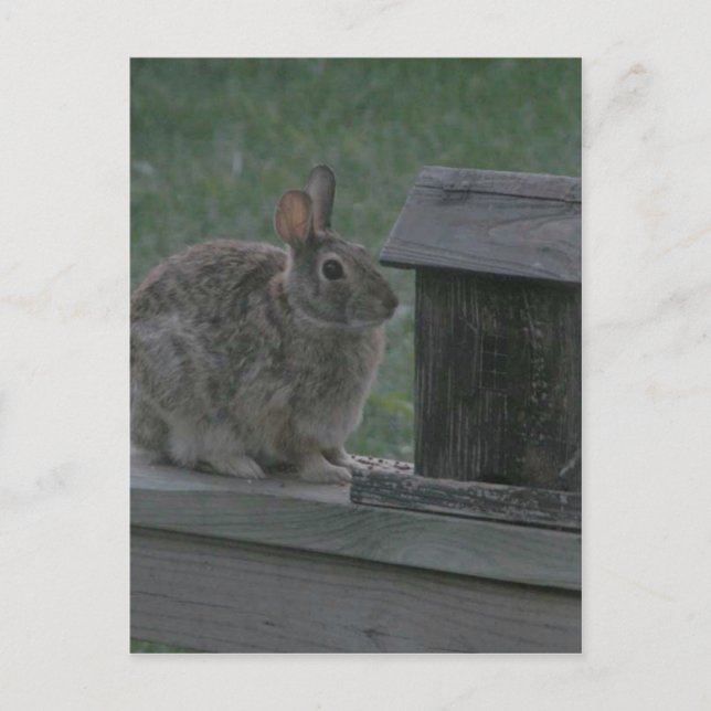 Jag är en Birdie Vykort (Framsida)