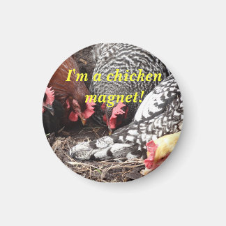 "Jag är en Chicken Magnet!" Magnet