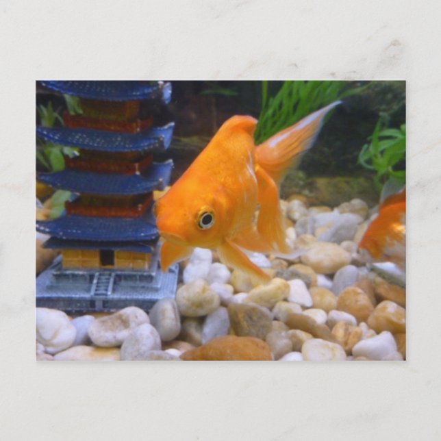 Jag är en Coy Koi Vykort (Framsida)