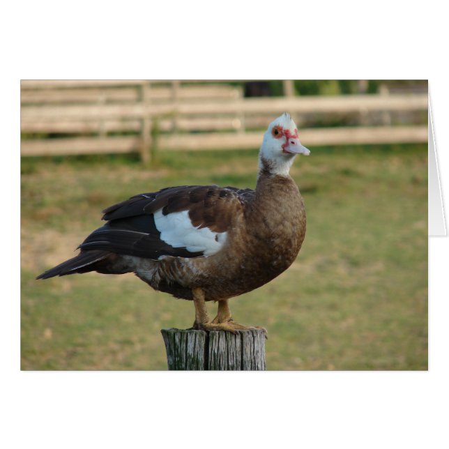 Jag är en Fiskmås Hälsningskort (Framsidan Horizontal)