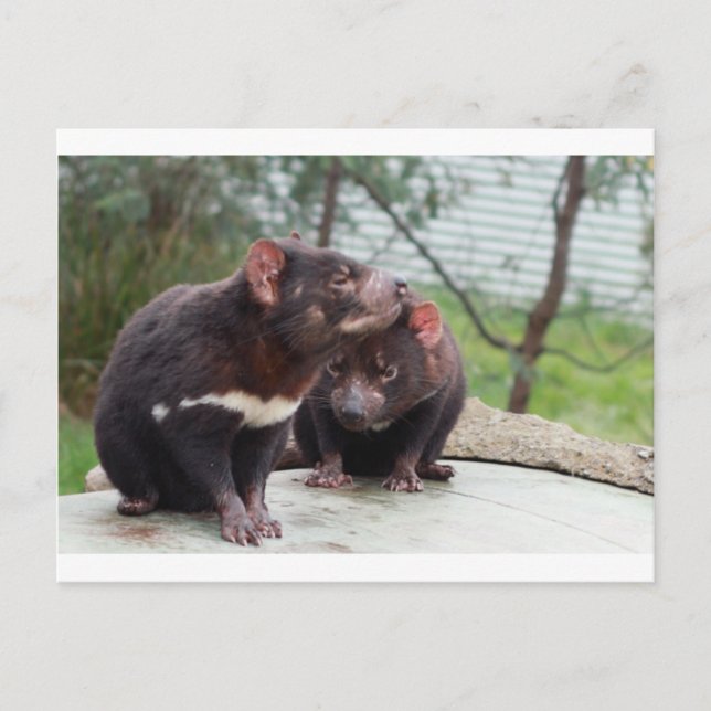 Jag är en liten djävul vykort (Framsida)