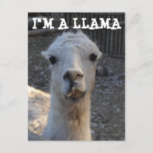 Jag är en Llama Vykort