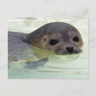 Jag är en säl vykort
