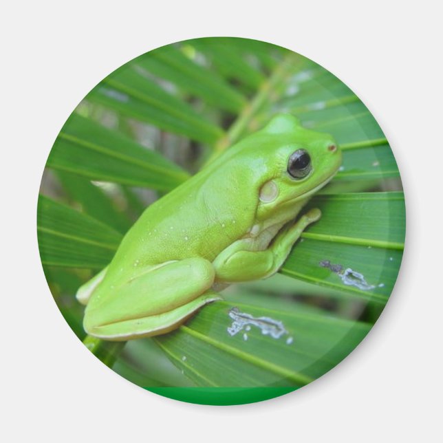 Jag är Grönt Magnet (Framsidan)