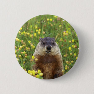 Jag är Groundhog Knapp