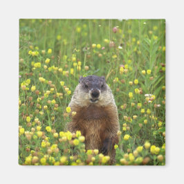 Jag är Groundhog Magnet