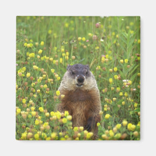 Jag är Groundhog Magnet