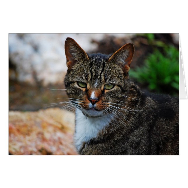 Jag är inte förtjust.. hälsningskort (Framsidan Horizontal)