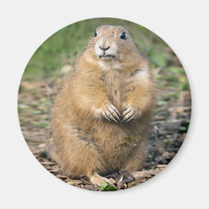 Jag är inte Tjock, jag är Cudely Magnet