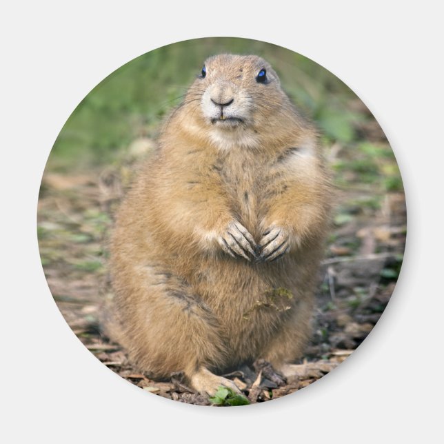 Jag är inte Tjock, jag är Cudely Magnet (Framsidan)