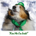 Jag är irländare! Vuxen Apron Förkläde<br><div class="desc">En vacker liten Sheltie gapar upp till ge en bit av irländarnas Tur mot alla! Från mitt originalfoto "Kiss Me I's Irish"! står under min upphovsrätt.</div>