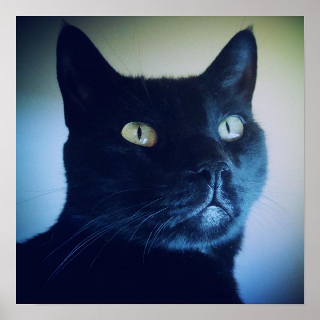 Jag är kattutskrift poster (Framsidan)