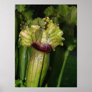 Jag är köttätande! poster